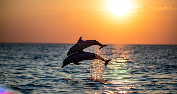 Dolphins jumping out of the ocean with blurry sunset in the background