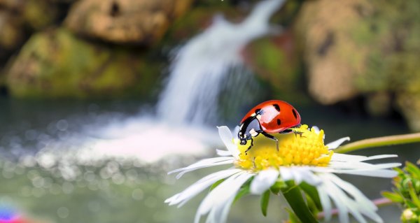 Ladybug on a flower with blurry waterfall in the background